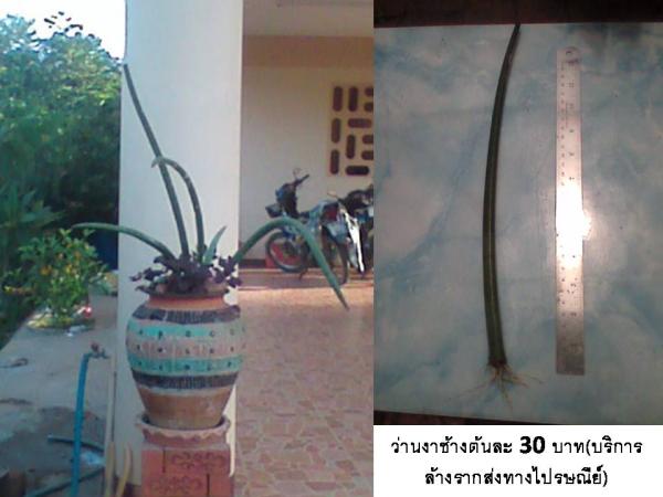 ว่านงาช้าง  | D&T Garden - เมืองปราจีนบุรี ปราจีนบุรี