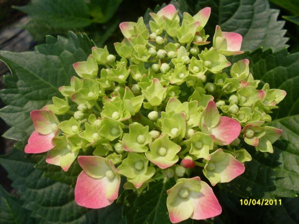 ดอกไฮเดรนเยีย | sarapeegarden - สารภี เชียงใหม่