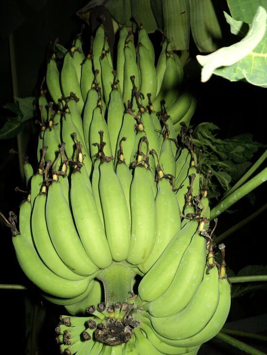 หน่อกล้วยเล็บมือนาง | บ้านสวนกล้วย - เมืองอุบลราชธานี อุบลราชธานี