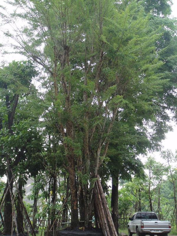 มะขามป้อม | สวนทวี - เมืองปราจีนบุรี ปราจีนบุรี