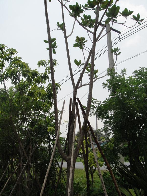 จิกทะเล | สวนทวี - เมืองปราจีนบุรี ปราจีนบุรี