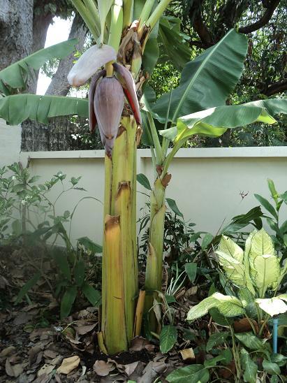 กล้วยน้ำว้าเตี้ย | บ้านสวนกล้วย - เมืองอุบลราชธานี อุบลราชธานี