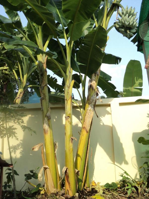 หน่อกล้วยหักมุก | บ้านสวนกล้วย - เมืองอุบลราชธานี อุบลราชธานี