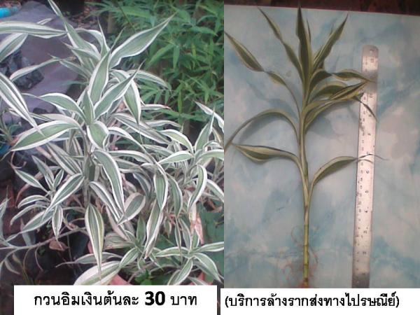 กวนอิมเงิน | D&T Garden - เมืองปราจีนบุรี ปราจีนบุรี