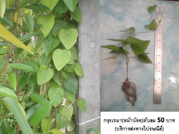 กรุงเขมา(หมาน้อย)(บริการทางไปรษณีย์ | D&T Garden - เมืองปราจีนบุรี ปราจีนบุรี