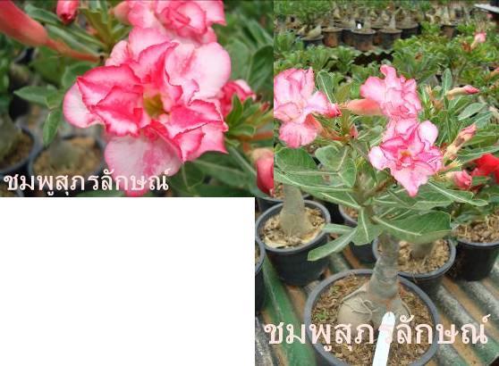 ชมพูสุภรลักษณ์ | ชวนชมสุภรลักษณ์ - โชคชัย นครราชสีมา