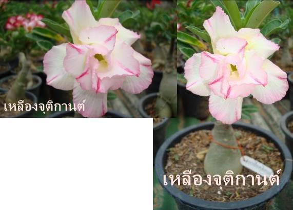 เหลืองจุติกานต์ | ชวนชมสุภรลักษณ์ - โชคชัย นครราชสีมา