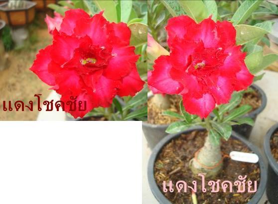 แดงโชคชัย | ชวนชมสุภรลักษณ์ - โชคชัย นครราชสีมา