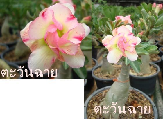 ตะวันฉาย | ชวนชมสุภรลักษณ์ - โชคชัย นครราชสีมา