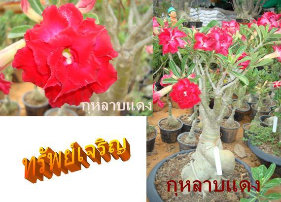 กุหลาบแดง | ชวนชมสุภรลักษณ์ - โชคชัย นครราชสีมา