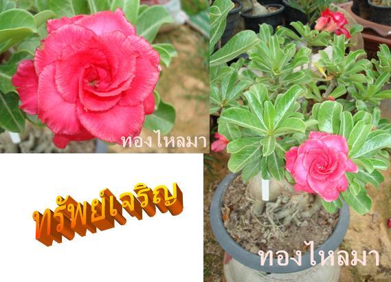 ทองไหลมา | ชวนชมสุภรลักษณ์ - โชคชัย นครราชสีมา