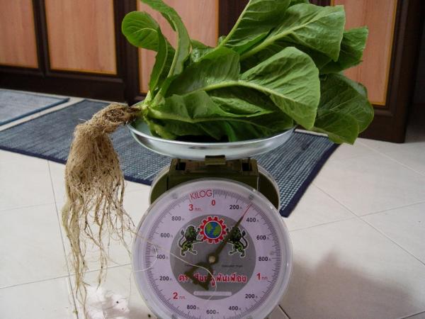 น้ำหนักผักคอส | สวนพิณ - ศรีราชา ชลบุรี