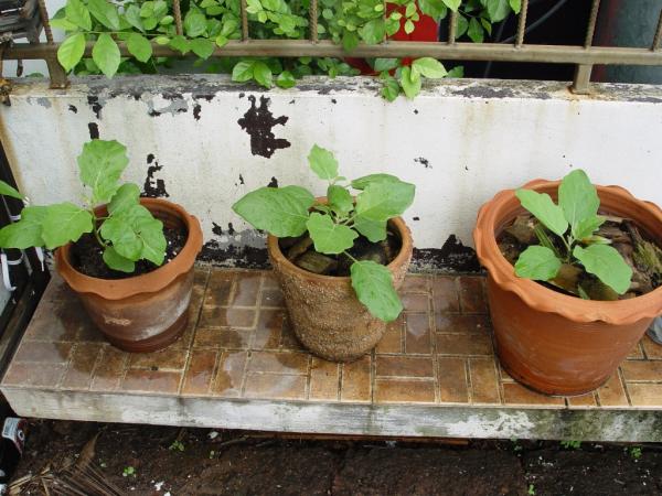 ปลูกผักไร้ดิน | สวนพิณ - ศรีราชา ชลบุรี