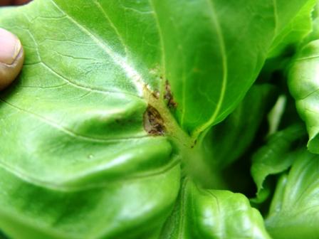 บัตเต้อร์เฮด โดนแมลงเล่นงาน | สวนพิณ - ศรีราชา ชลบุรี
