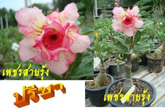 เพชรสายรุ้ง | ชวนชมสุภรลักษณ์ - โชคชัย นครราชสีมา