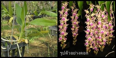 กุหลาบกระเป๋าเปิดพื้นเหลือง | OLE Orchid - เมืองนครปฐม นครปฐม