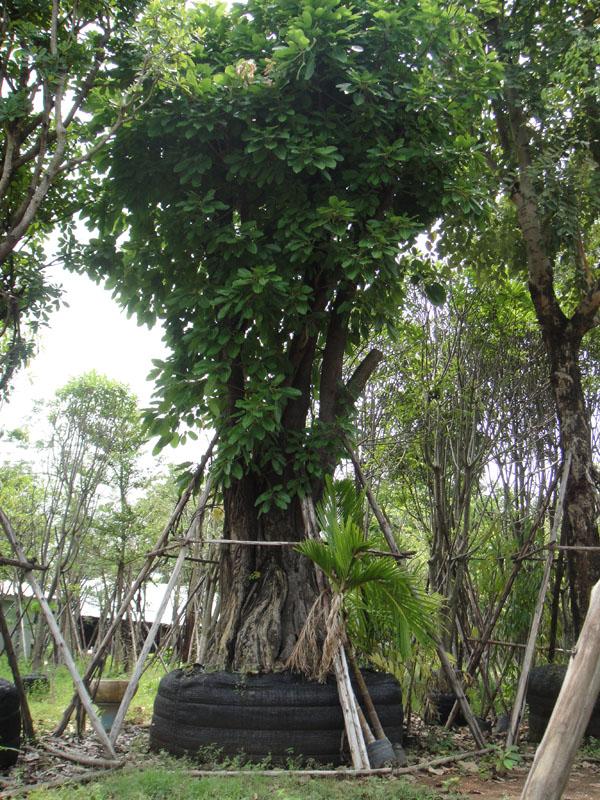 กร่าง | สวนทวี - เมืองปราจีนบุรี ปราจีนบุรี