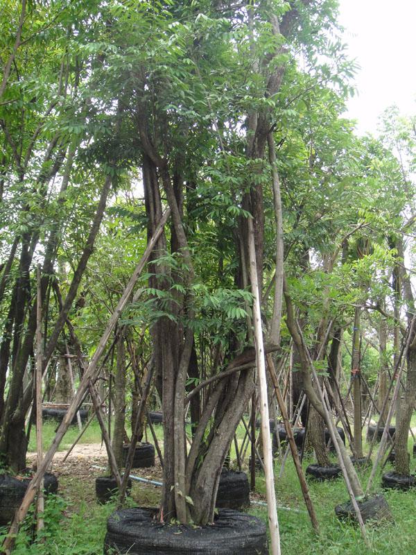 ลำดวน | สวนทวี - เมืองปราจีนบุรี ปราจีนบุรี