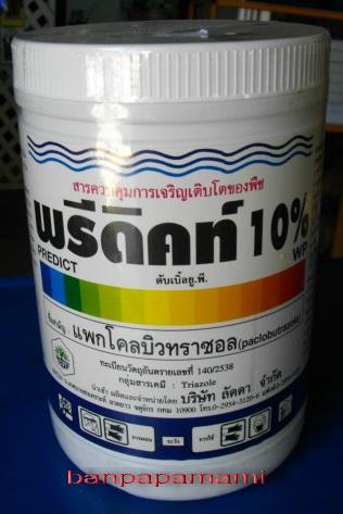 แพกโคลบิวทราซอล Paclobutrazole  พรีดิกท์10% | บ้านป่าป๊า & หม่ามี๊ - บางบัวทอง นนทบุรี