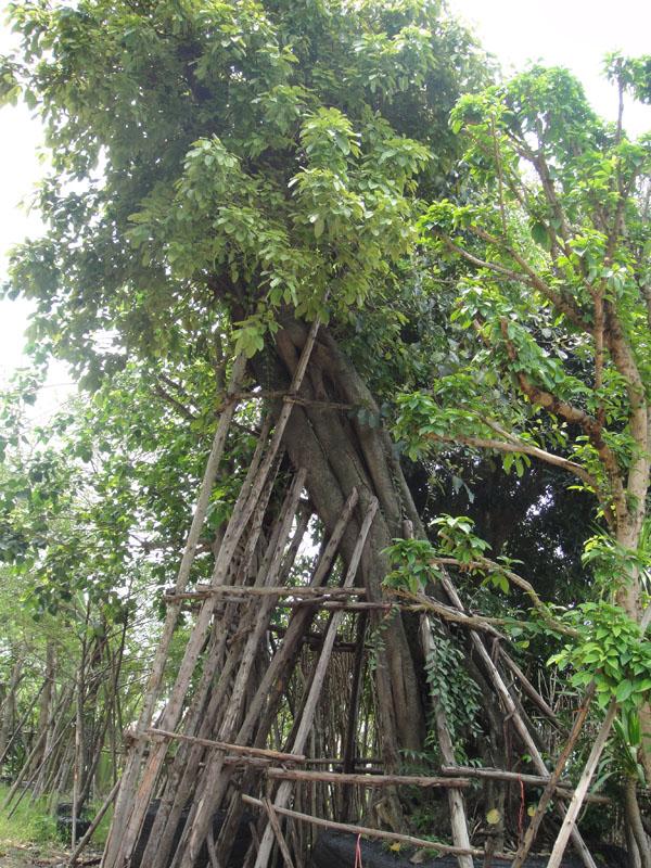 กร่าง | สวนทวี - เมืองปราจีนบุรี ปราจีนบุรี