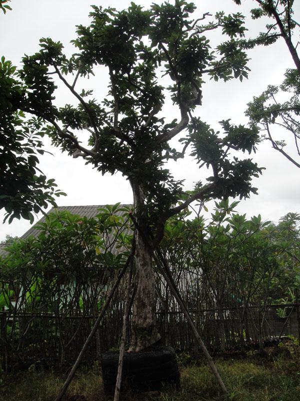 ตะแบก | สวนทวี - เมืองปราจีนบุรี ปราจีนบุรี