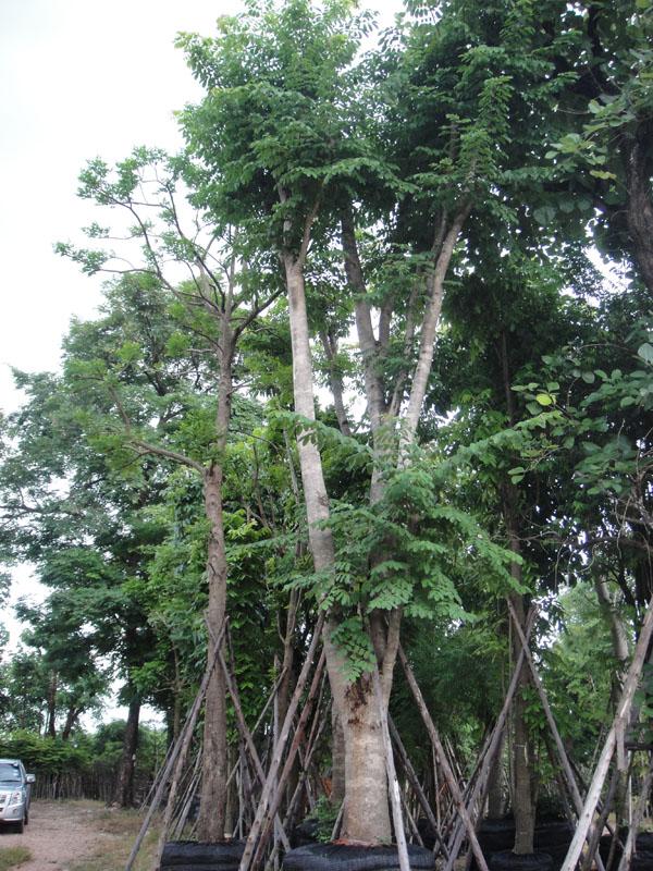 มะค่า | สวนทวี - เมืองปราจีนบุรี ปราจีนบุรี