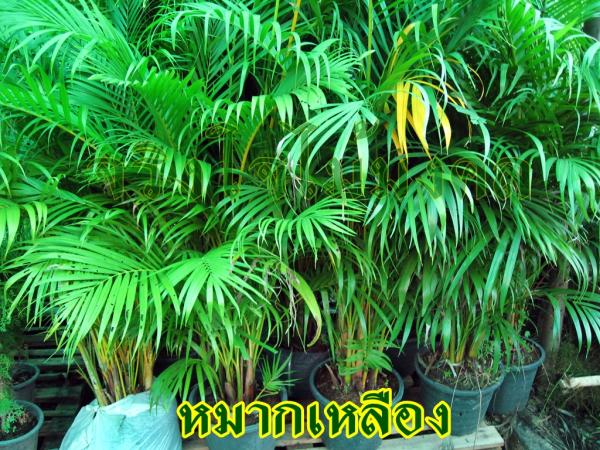 ขายหมากเหลืองสูง 1.20 เมตร | จริงใจไม้มงคล แอนด์ แลนด์สเคป - ลำลูกกา ปทุมธานี