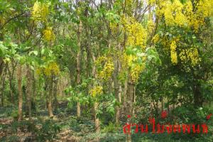 ต้นราชพฤษ์ (คูณ) | สวนไม้ล้อมจตุพนธ์ - เมืองราชบุรี ราชบุรี
