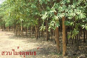 ต้นสัตยาบรรณ | สวนไม้ล้อมจตุพนธ์ - เมืองราชบุรี ราชบุรี