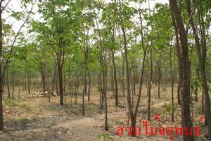 ต้นประดู่ | สวนไม้ล้อมจตุพนธ์ - เมืองราชบุรี ราชบุรี