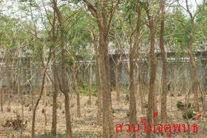 ต้นปีป | สวนไม้ล้อมจตุพนธ์ - เมืองราชบุรี ราชบุรี