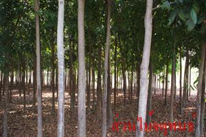 ต้นมะฮอกกานี | สวนไม้ล้อมจตุพนธ์ - เมืองราชบุรี ราชบุรี
