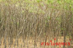 ต้นรำเพย | สวนไม้ล้อมจตุพนธ์ - เมืองราชบุรี ราชบุรี