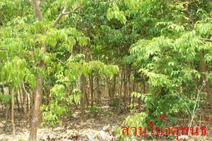 ต้นอินทนิล | สวนไม้ล้อมจตุพนธ์ - เมืองราชบุรี ราชบุรี
