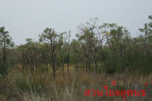 ต้นเหลืองนรินทร์ธร | สวนไม้ล้อมจตุพนธ์ - เมืองราชบุรี ราชบุรี
