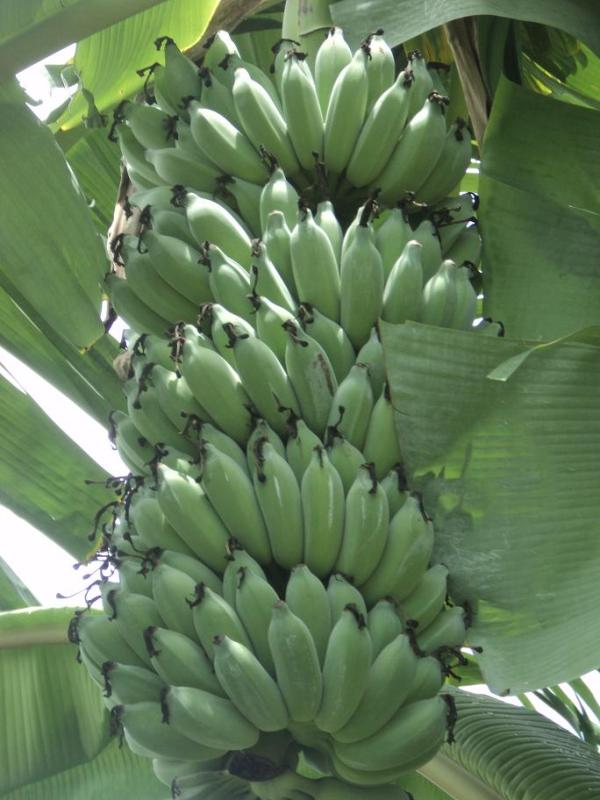 กล้วยน้ำว้า | บ้านสวนกล้วย - เมืองอุบลราชธานี อุบลราชธานี