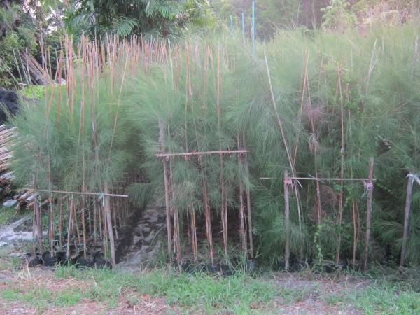 ต้นสนประดิพัทธ์ | สวนทวีศักดิ์พันธุ์ไม้ - องครักษ์ นครนายก