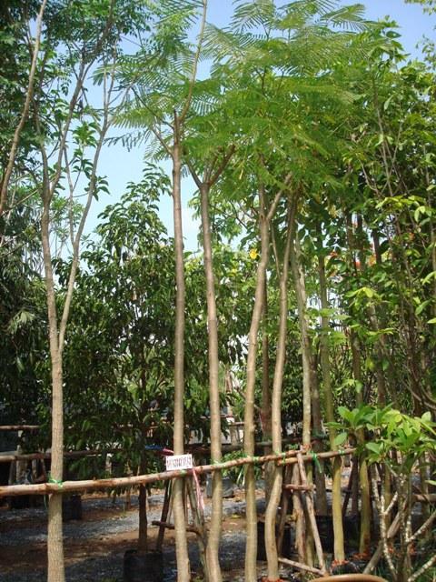 ต้นหางนกยูง | พรรณยากรณ์ พันธ์ไม้ -  ปราจีนบุรี