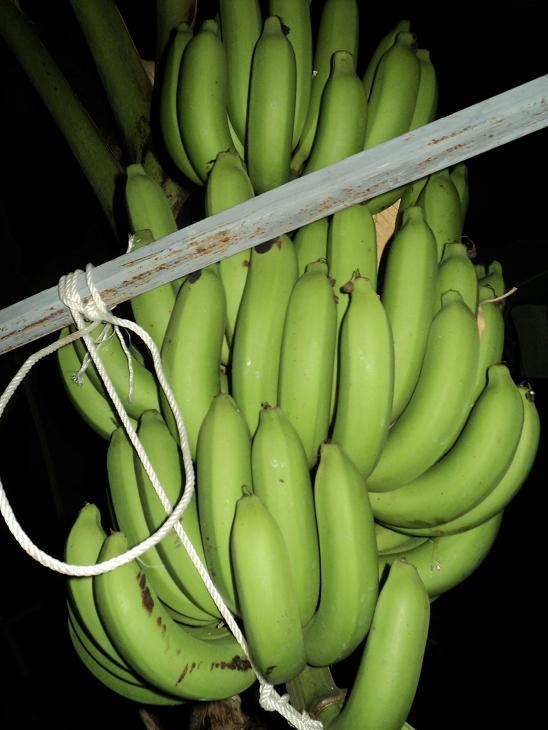 หน่อกล้วยหอมทอง | บ้านสวนกล้วย - เมืองอุบลราชธานี อุบลราชธานี