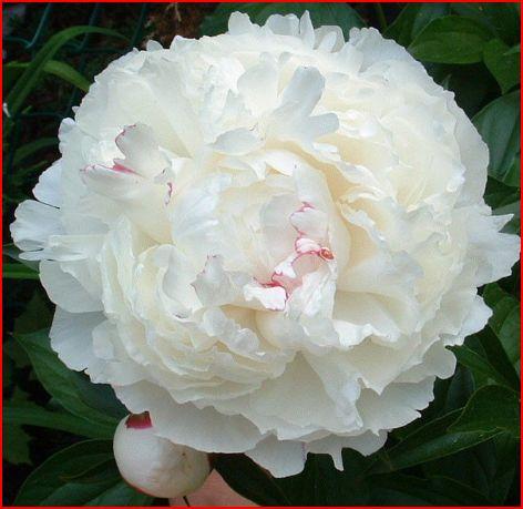 พีโอนี (PEONY) หรือ โบตั๋น | seeds etc. -  กรุงเทพมหานคร