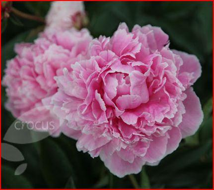 PEONY หรือ โบตั๋น