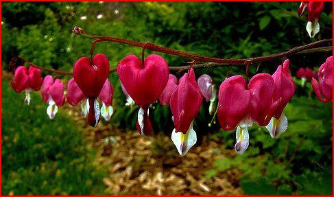 Bleeding Hearts-ต้นหัวใจสีแดง | seeds etc. -  กรุงเทพมหานคร