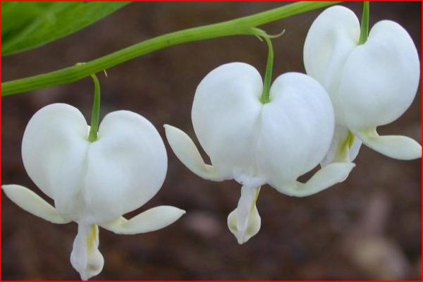 Bleeding Hearts ต้นหัวใจสีขาว  | seeds etc. -  กรุงเทพมหานคร