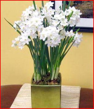 Paperwhite Ziva Daffodil-เปเปอร์ไวท์