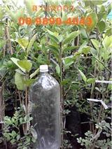 กิ่งพันธ์มะนาวแป้นพิจิตร1 เสียบยอดบนตอมะขวิดให้ผลตลอดปี  | สวนไผ่ศุภกร - ด่านมะขามเตี้ย กาญจนบุรี
