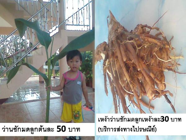 ว่านชักมดลูก | D&T Garden - เมืองปราจีนบุรี ปราจีนบุรี