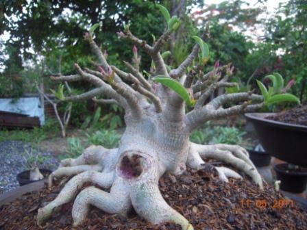 ชวนชม | nong_adenium - คลองสามวา กรุงเทพมหานคร