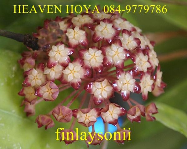 Hoya finlaysonii | HeaVen Hoya - เมืองนครสวรรค์ นครสวรรค์
