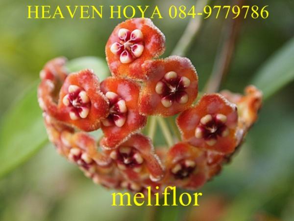 Hoya meliflor | HeaVen Hoya - เมืองนครสวรรค์ นครสวรรค์
