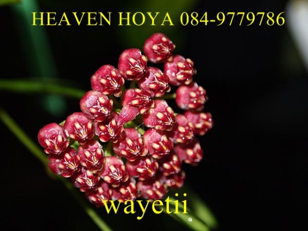 Hoya wayetii | HeaVen Hoya - เมืองนครสวรรค์ นครสวรรค์